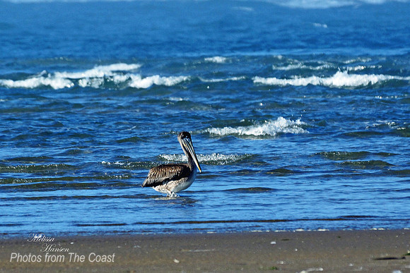 Wading Pelican