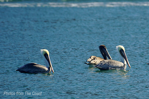 pelicans swimming