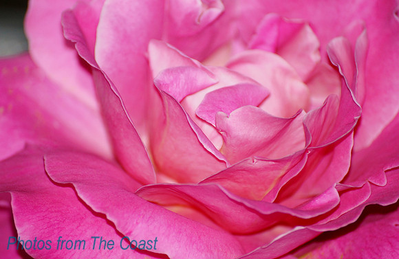 2nd place award: 'Roses' Art Competition - Focus Point Shape International Online Art Gallery