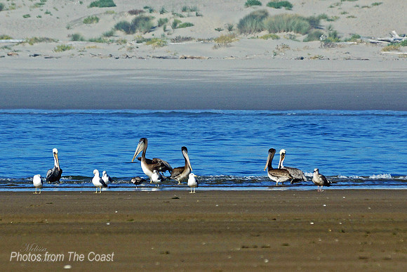 Pelican & Gulls