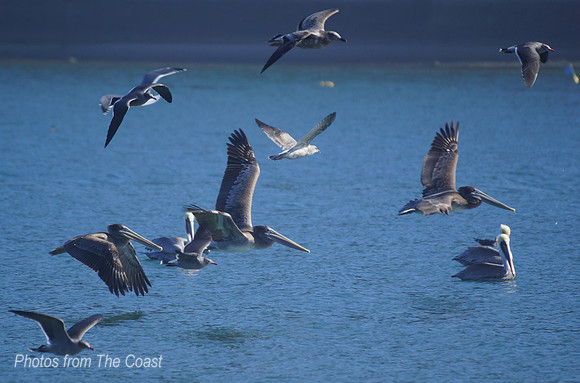 Wonderful Pelicans and Gulls flying