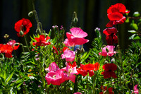 Vibrant Color