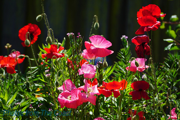 Vibrant Color