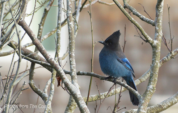 Pacific NW Blue Jay