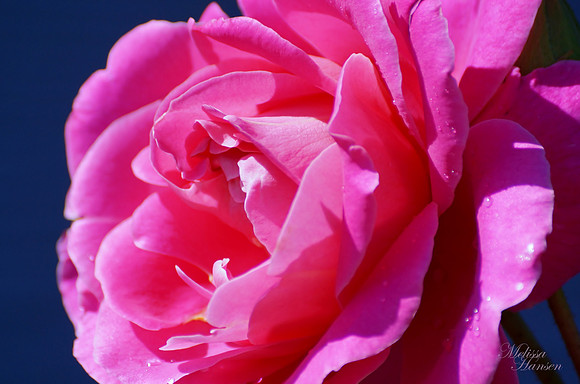 Amazing Pink Rose on The Coast