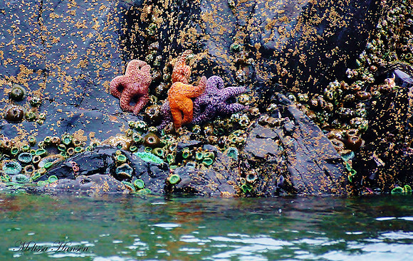 Colorful Starfish & Sea Anemones
