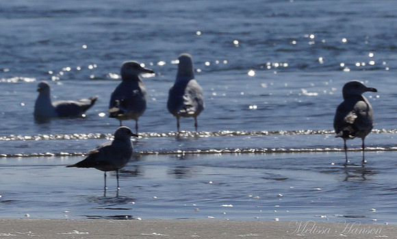 Gulls Enjoying the Spring Sunshine