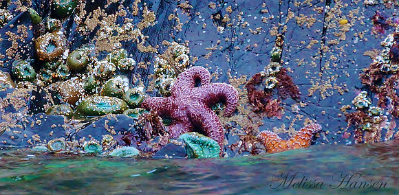Beautiful Purple Starfish