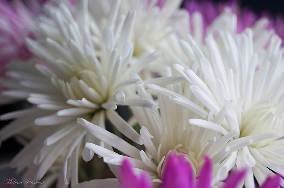 Simple Spring Flowers
