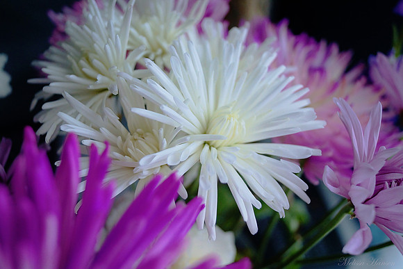 Beautiful Jumble of Flowers