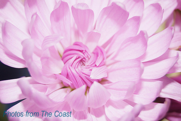 Soft Pink Petals