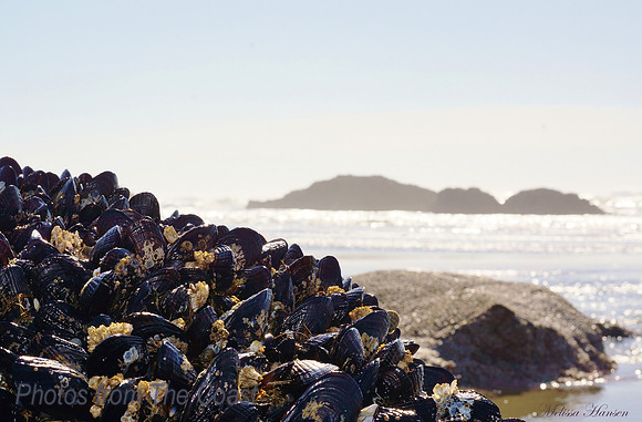Beautiful Purple Mussels