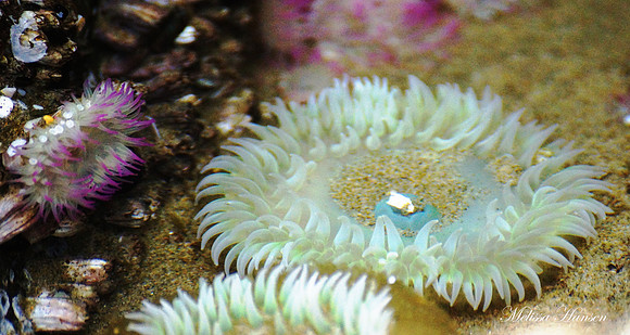 Flowers of The Ocean