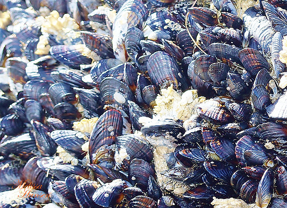 Mussels and Barnacles