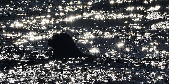 Sea Lion in A Silver Ocean