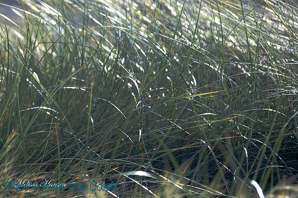 Seagrass