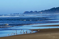 Snowy Plover