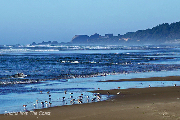 Snowy Plover