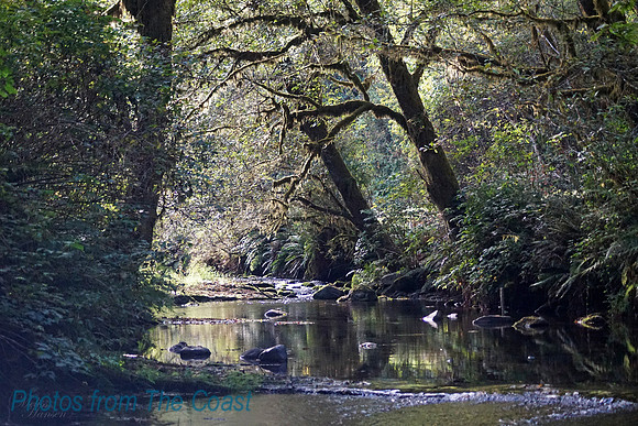 Coastal Woods