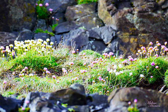 Spring Flowers