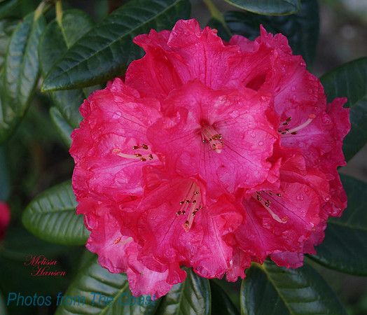 Oregon Coast Native Rhodie
