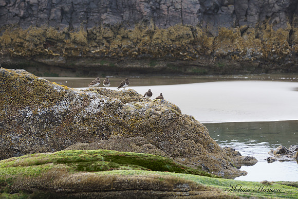 Shorebirds on Beachrock at Low Tide