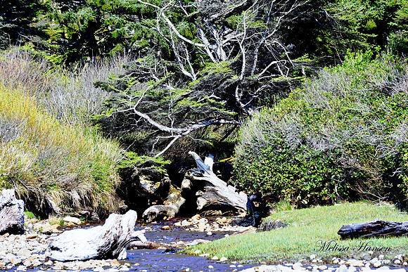 Beautiful Little Tidal Stream