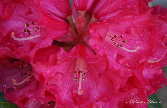 Rhododendron Petals