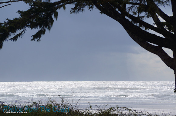 Forest Meets Ocean