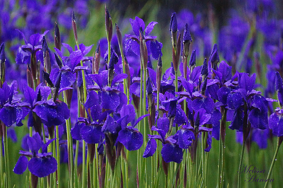 Amazing Blue Iris