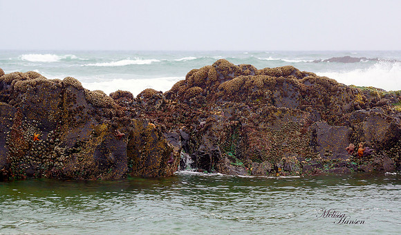 Tidepool, Starfish and Mussels