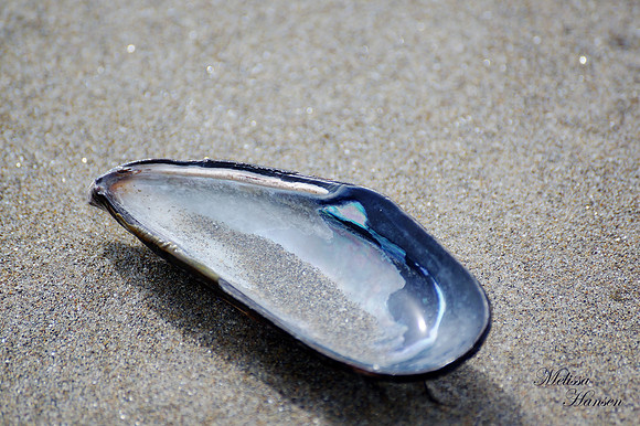 Sparkles in The Sand