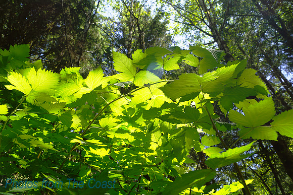 Under the Forest Canopy