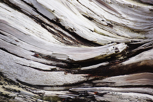 Sun Bleached Driftwood