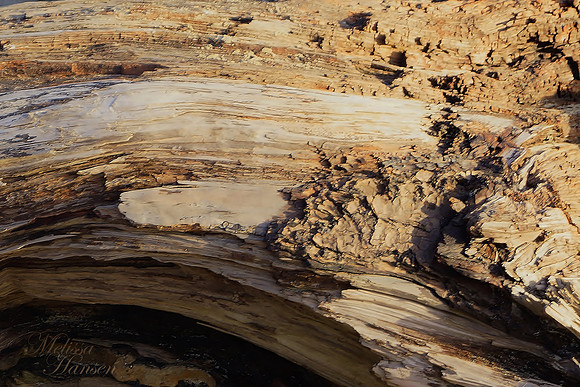 Sun Warmed Driftwood