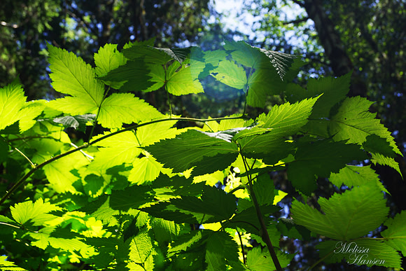 Great Oregon Coast Summer forest