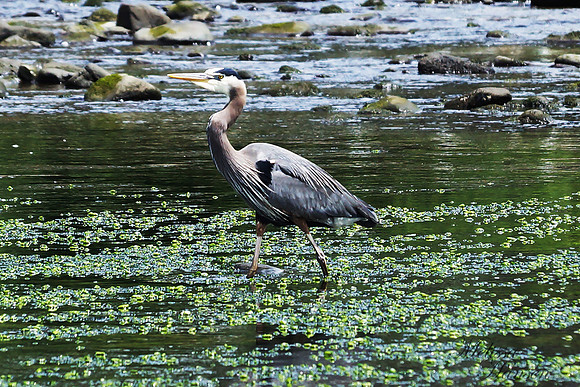 Pacific Northwest Heron
