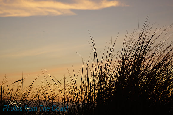 Seagrass at Sunset