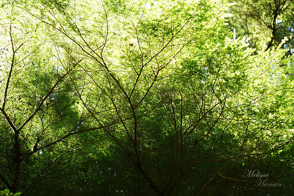 Lush, Cool, Summer Green