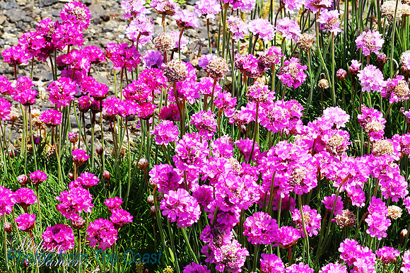 Coastal Pinks