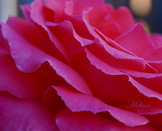 Layers of Petals