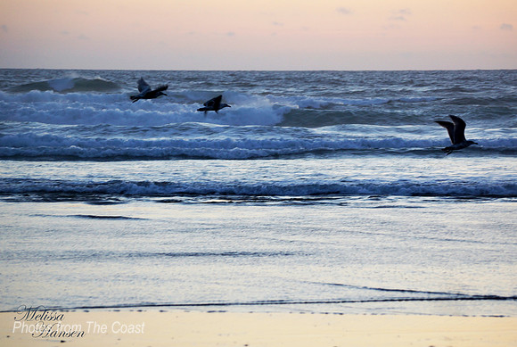 Seagulls Flying the Surf