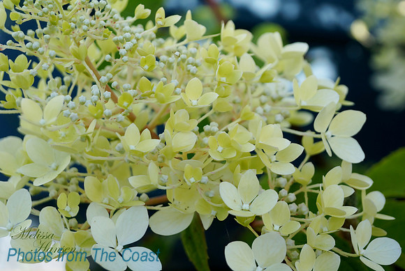 Lacy, Delicate White & Cream