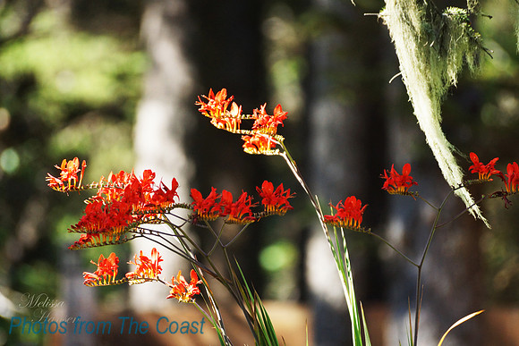 Orange Flowers in The Afternoon Sun