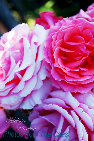 3 Roses