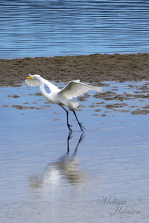 Just taking Flight