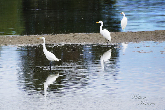 3 White Egret