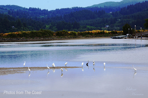 Egrets on The Bay