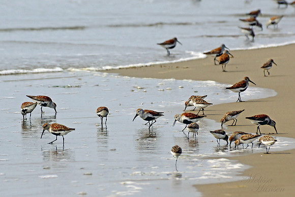 Beach Sand & Sandpiper