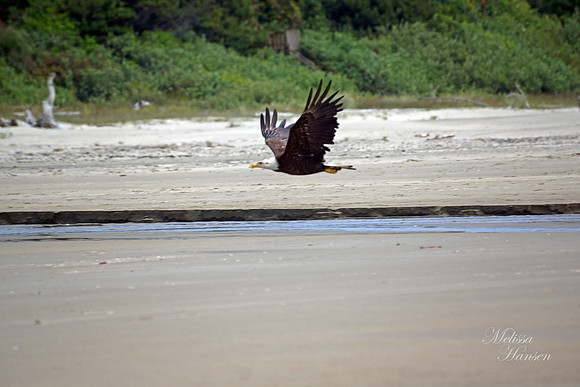Bald Eagle